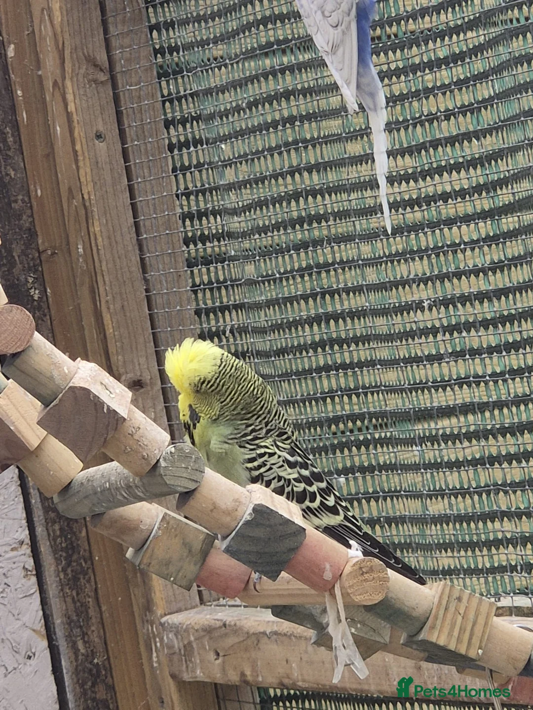 Budgerigars birds for sale: Aviary Budgies in Newton Abbot - Advert 5