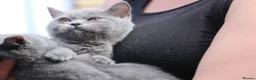 Scottish Fold cats for sale: Scottish straight girls ready for a new home🥰 - Advert 10
