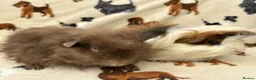 Guinea Pig rodents for sale: Baby Guinea pigs  - Advert 5