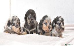 Dachshund dogs for sale: Cutest fluffy puppies - Image 4