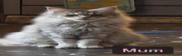 Maine Coon cats for sale: Beautiful and playful half Maine coon kittens  - Advert 25