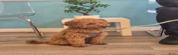 Maltipoo dogs for sale: 4 Apriciot F1 Maltipoo Puppies - Advert 10