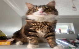 Maine Coon cats for sale: Maincoon mix  - Image 2