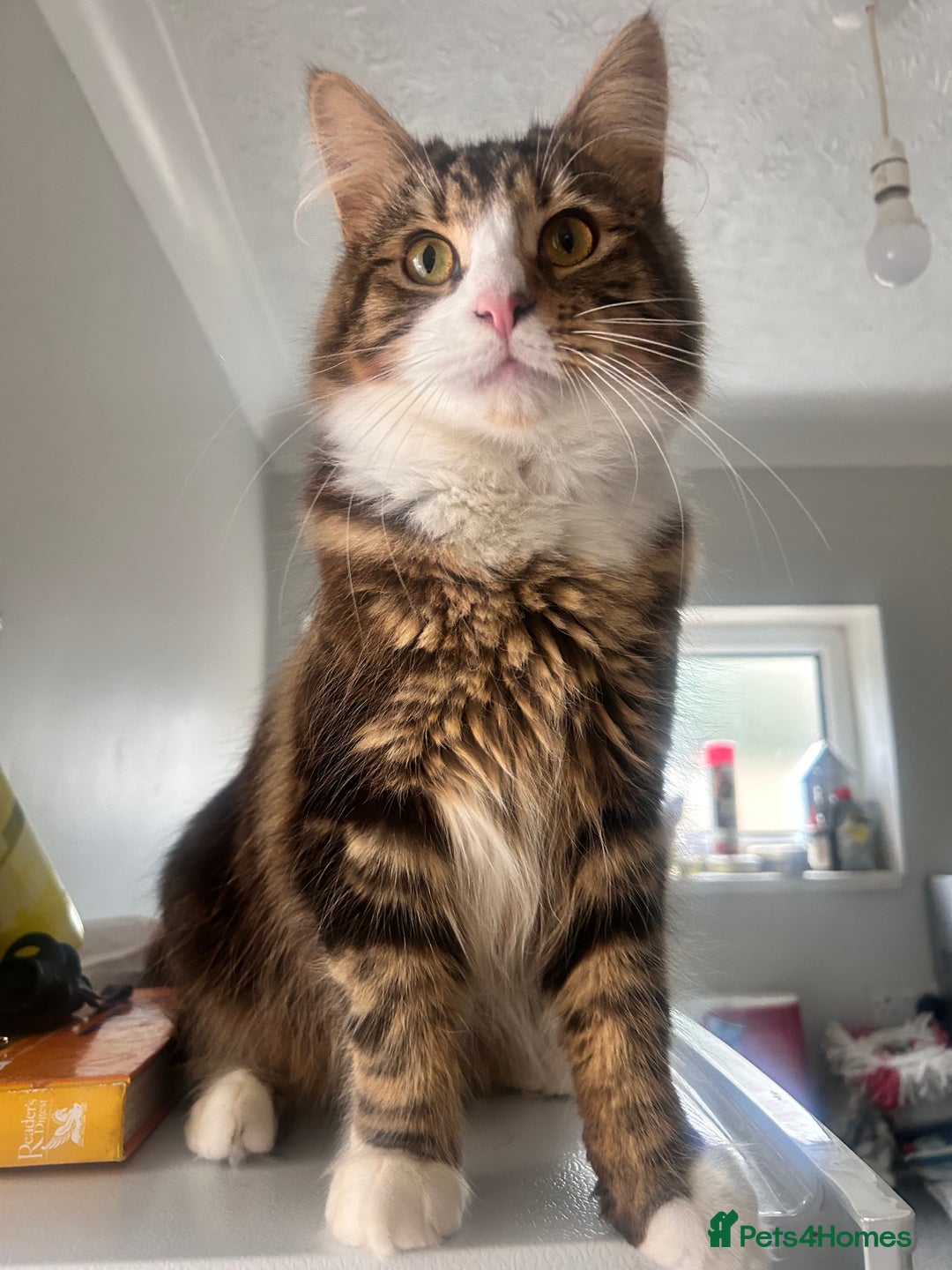 Maine Coon cats for sale: Maincoon mix  - Image 2