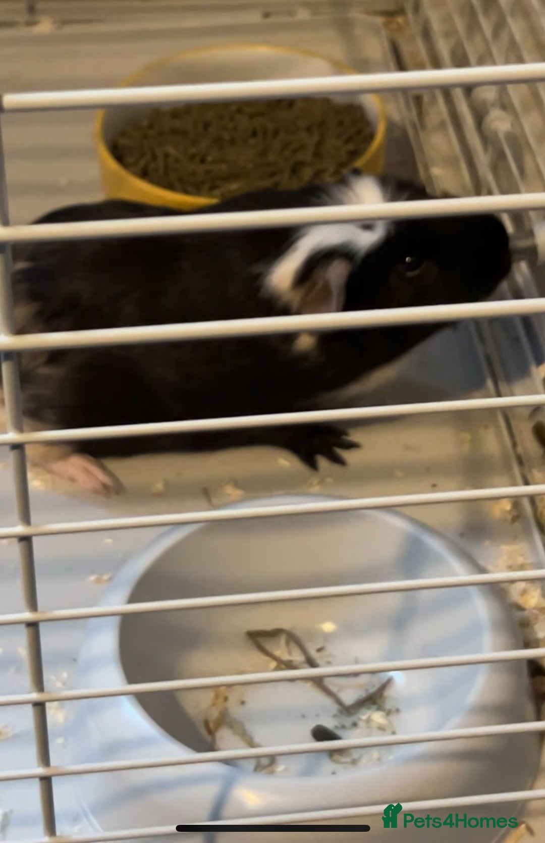 Guinea Pig rodents for sale: WANTED FEMALE GUINEA PIGS  - Advert 1