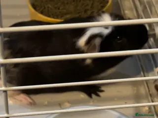 Guinea Pig rodents WANTED FEMALE GUINEA PIGS - Advert 11