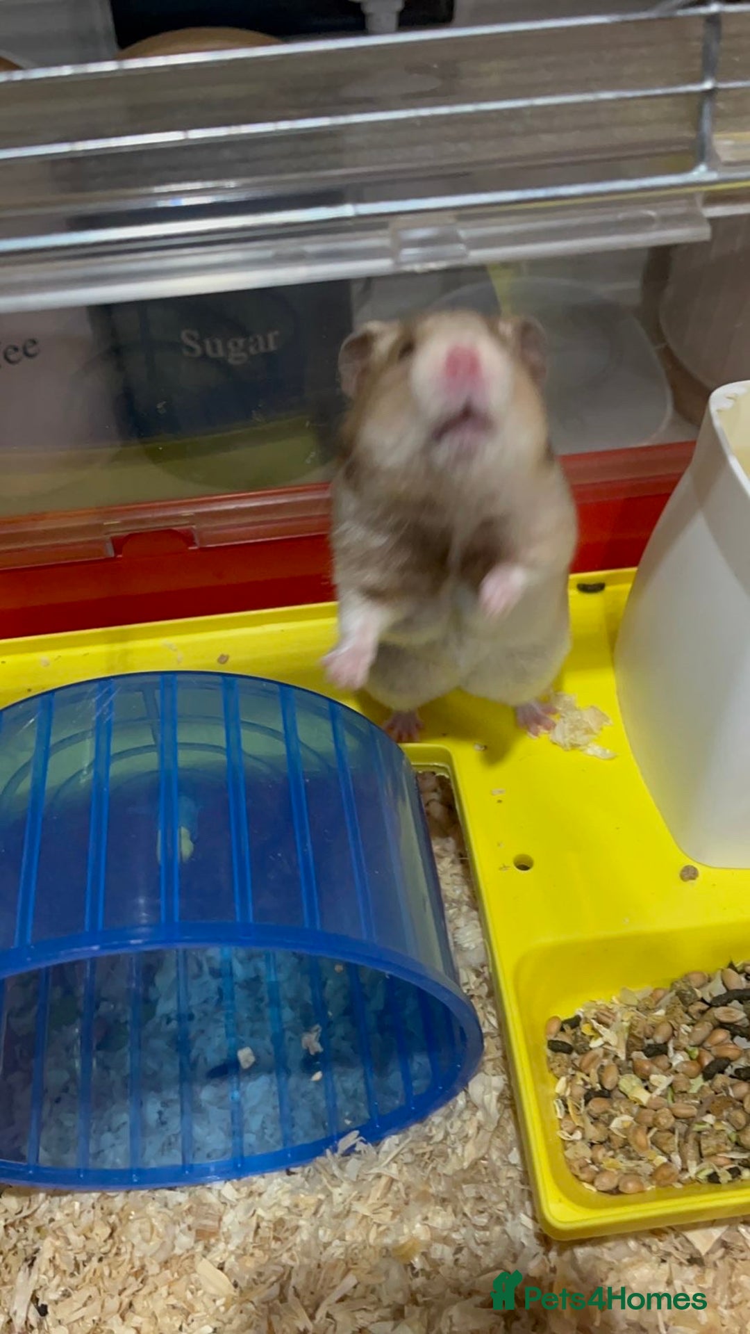 Hamster rodents for sale: hamster for sale  - Advert 7