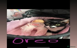 Mixed Breed cats for sale: 2 sister cats for sale - Image 4