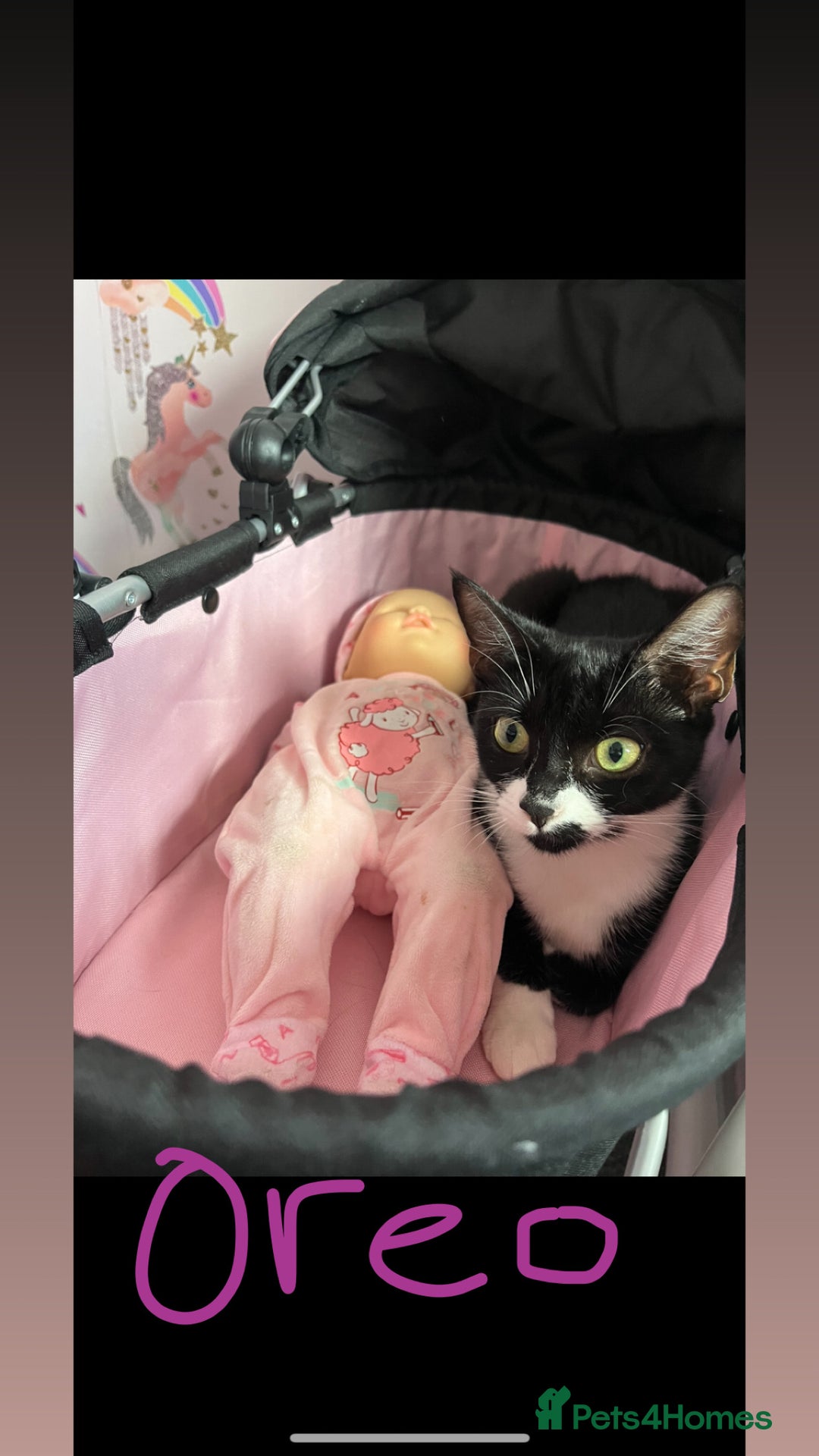 Mixed Breed cats for sale: 2 sister cats for sale - Image 4