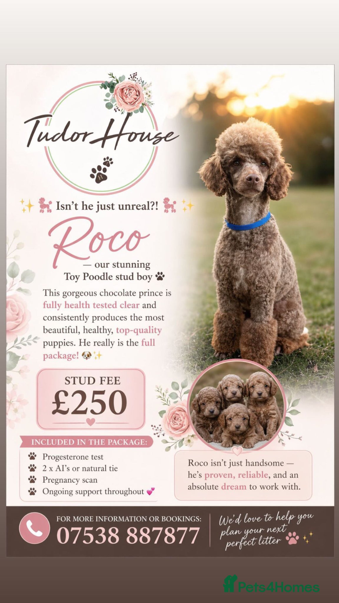 Toy Poodle dogs (Stud) Chocolate & Tan carrying blue (Toy poodle)  - Advert 6