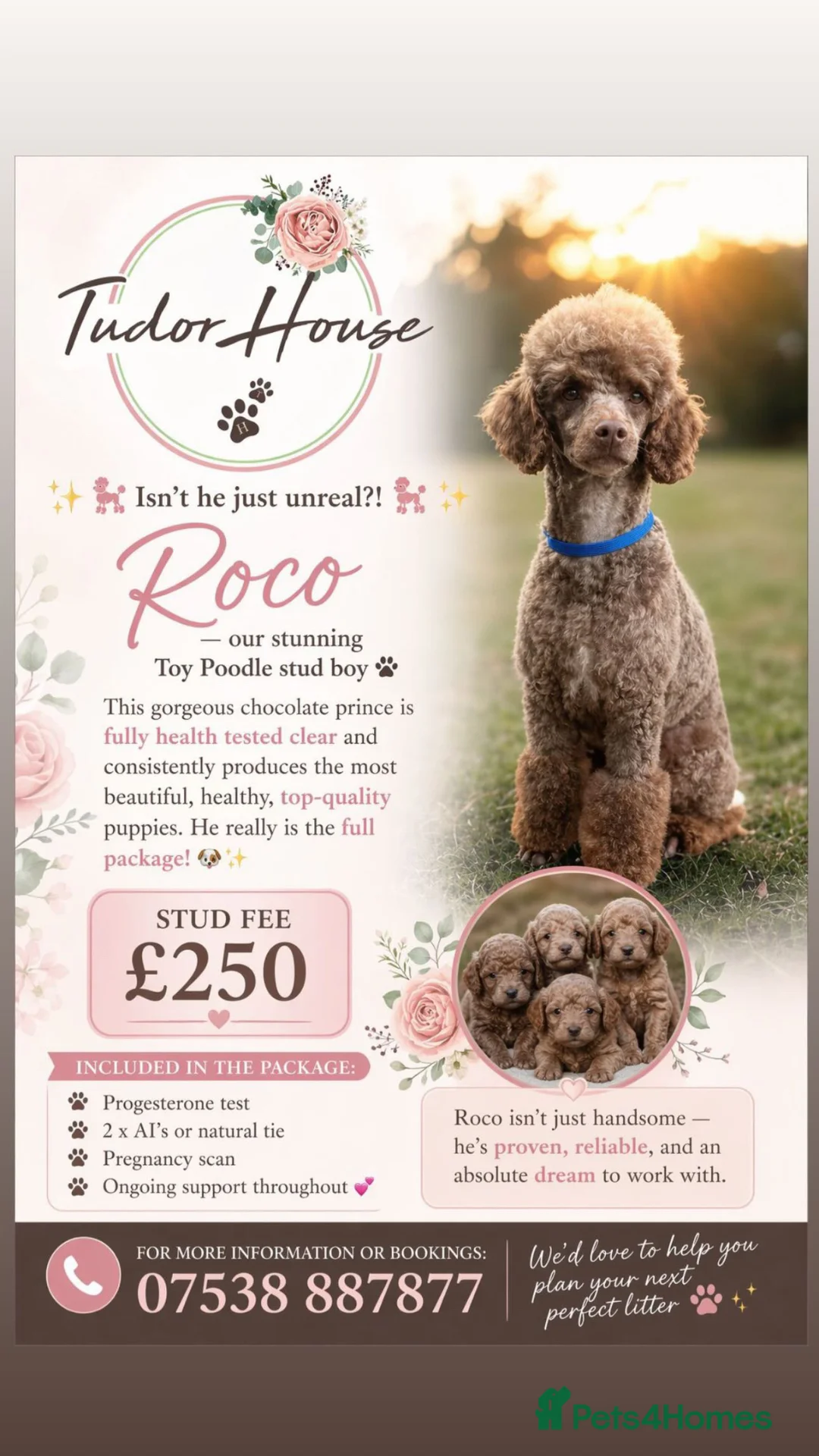 Toy Poodle dogs for stud: (Stud) Chocolate & Tan carrying blue (Toy poodle)  - Advert 1