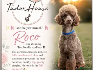 Toy Poodle dogs (Stud) Chocolate & Tan carrying blue (Toy poodle) - Advert 7
