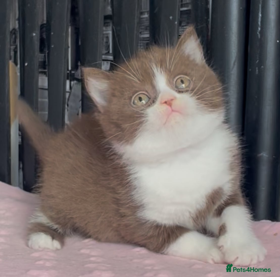 British Shorthair cats for sale: Beautiful BSH Champion line Kittens  - Advert 24