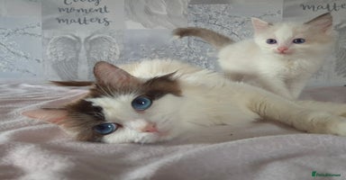 Ragdoll cats - Advert 1
