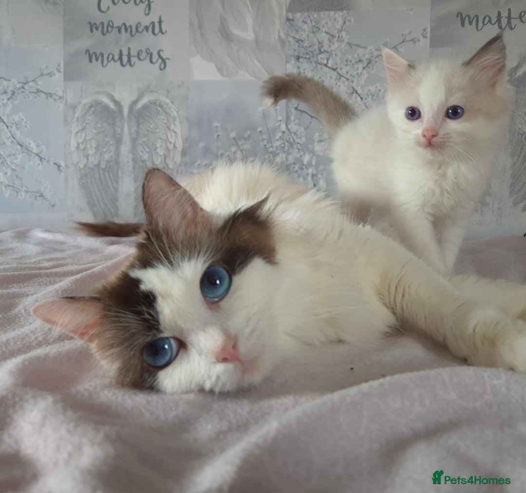 Ragdoll cats for sale: Beautiful ragdoll  - Image 3