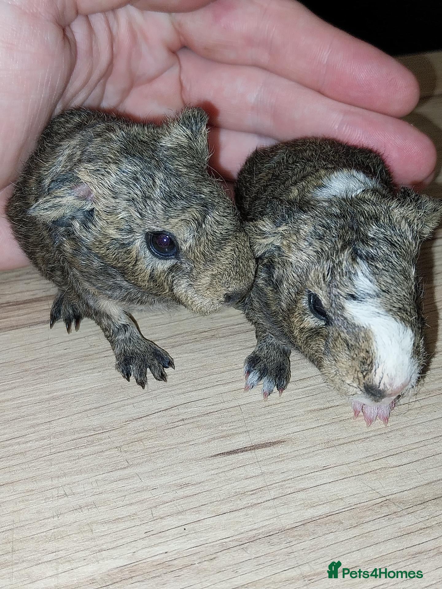 Guinea Pig rodents Guinea pigs  - Advert 1