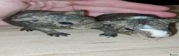 Guinea Pig rodents for sale: Guinea pigs  in Bracknell - Advert 1