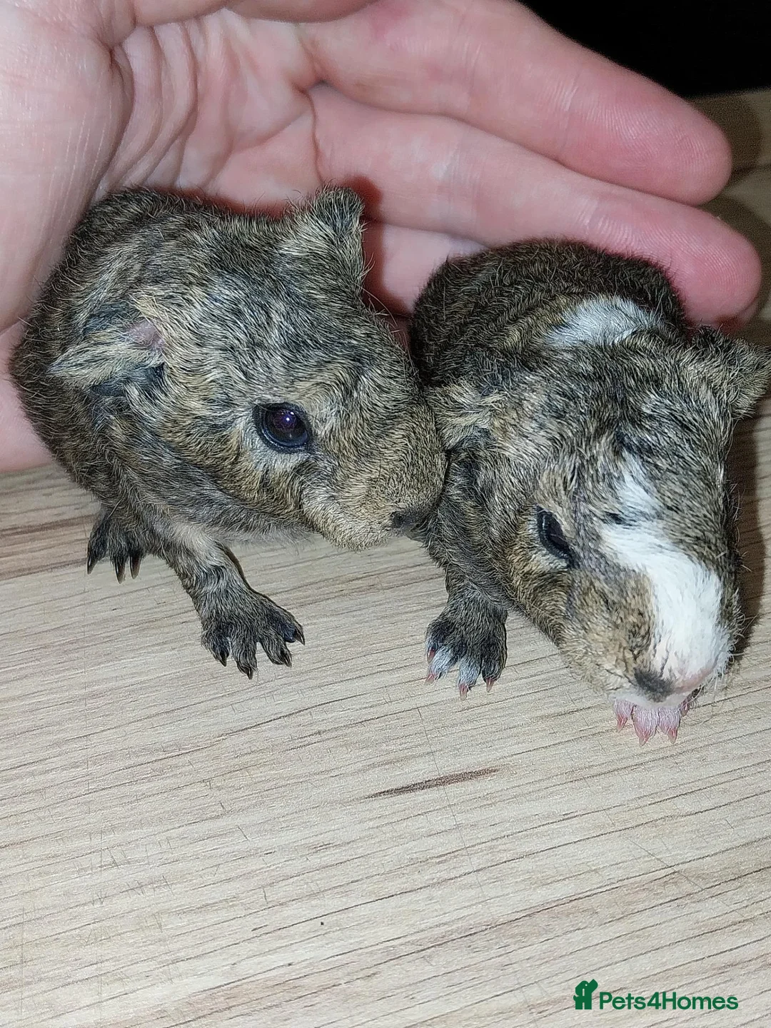 Guinea Pig rodents for sale: Guinea pigs  in Bracknell - Advert 1