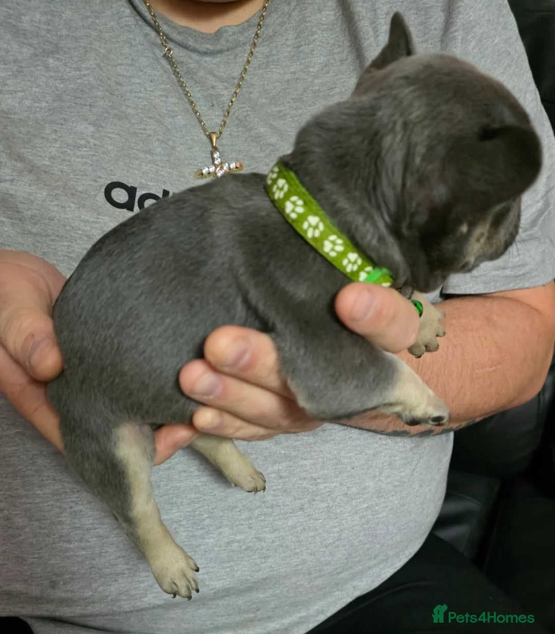 French Bulldog dogs for sale: Stunning French bulldog pupies  - Advert 14