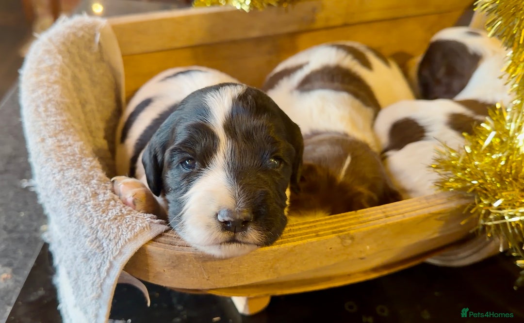 English Springer Spaniel dogs for sale: KC registered English springer spaniel puppies - Advert 9
