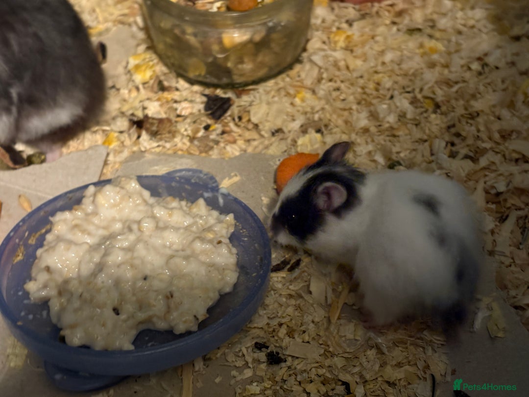 Hamster rodents for sale: Baby hamsters for sale - Advert 9