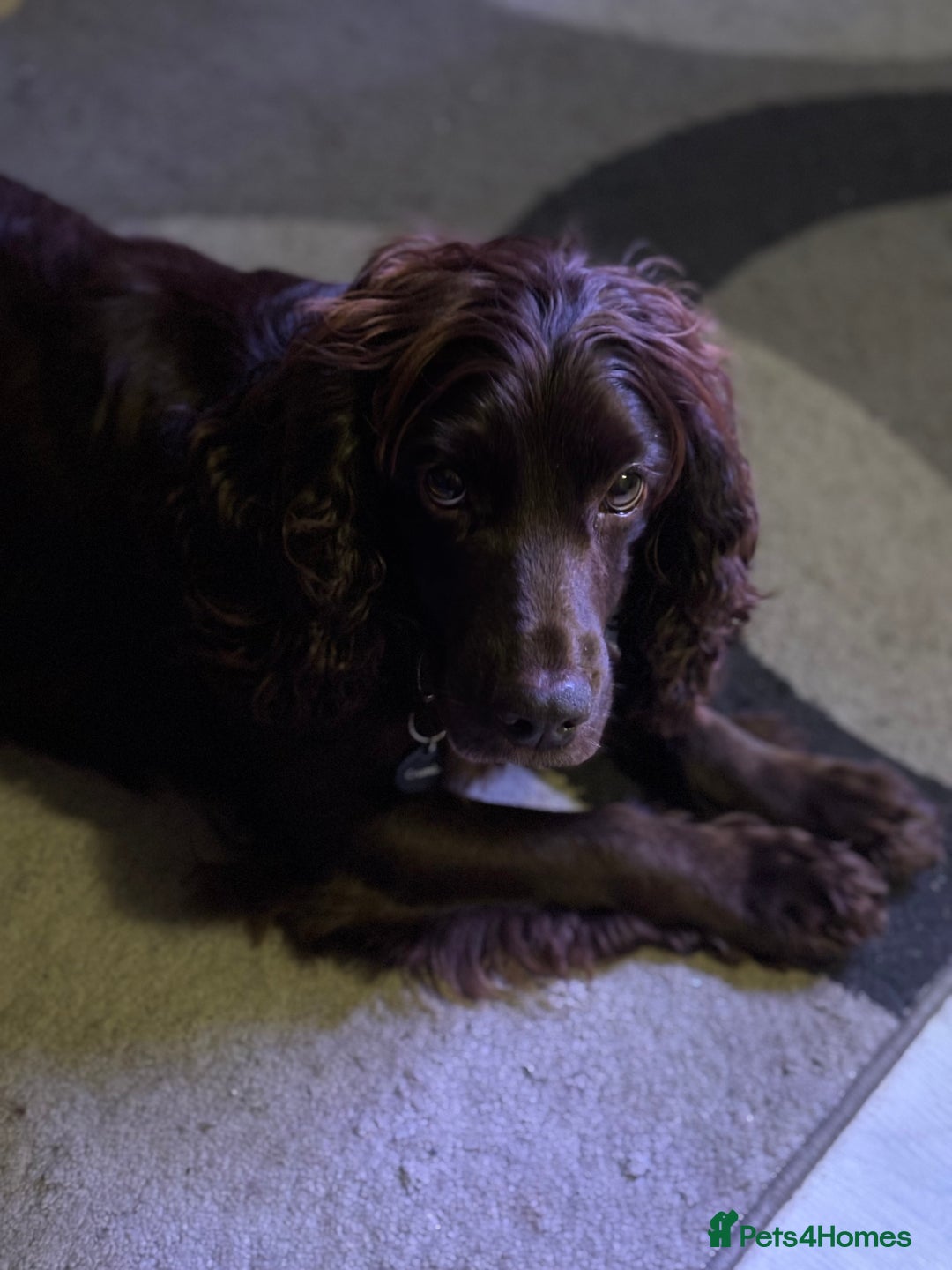 English Springer Spaniel dogs for sale: Springer spaniel - Advert 1