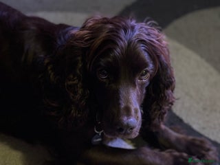 English Springer Spaniel dogs Springer spaniel - Advert 1