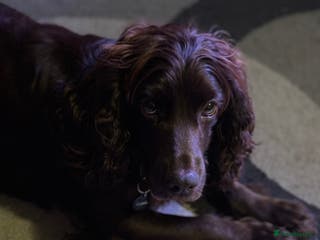 English Springer Spaniel dogs Springer spaniel - Advert 4