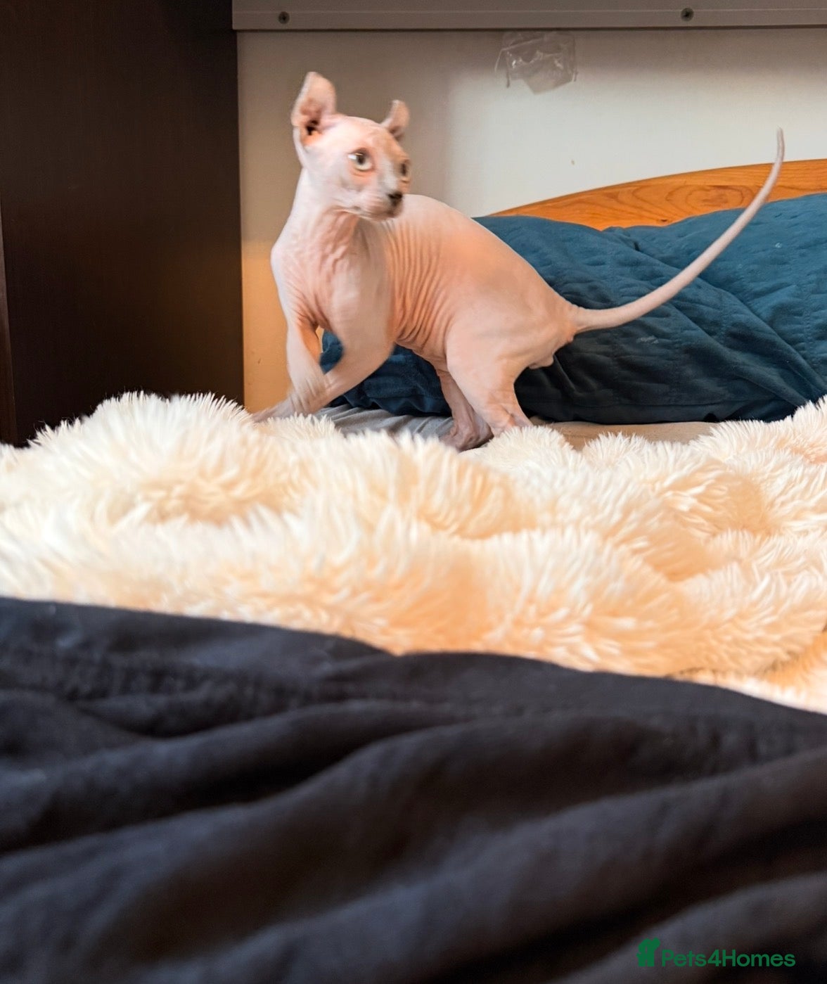 Sphynx cats Six gorgeous sphinx for sale  - Advert 1
