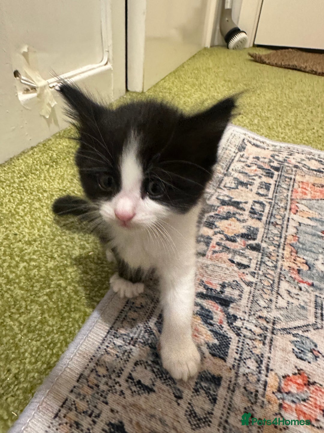 British Longhair cats for sale: Beautiful & playful kittens ready for new home - Image 27