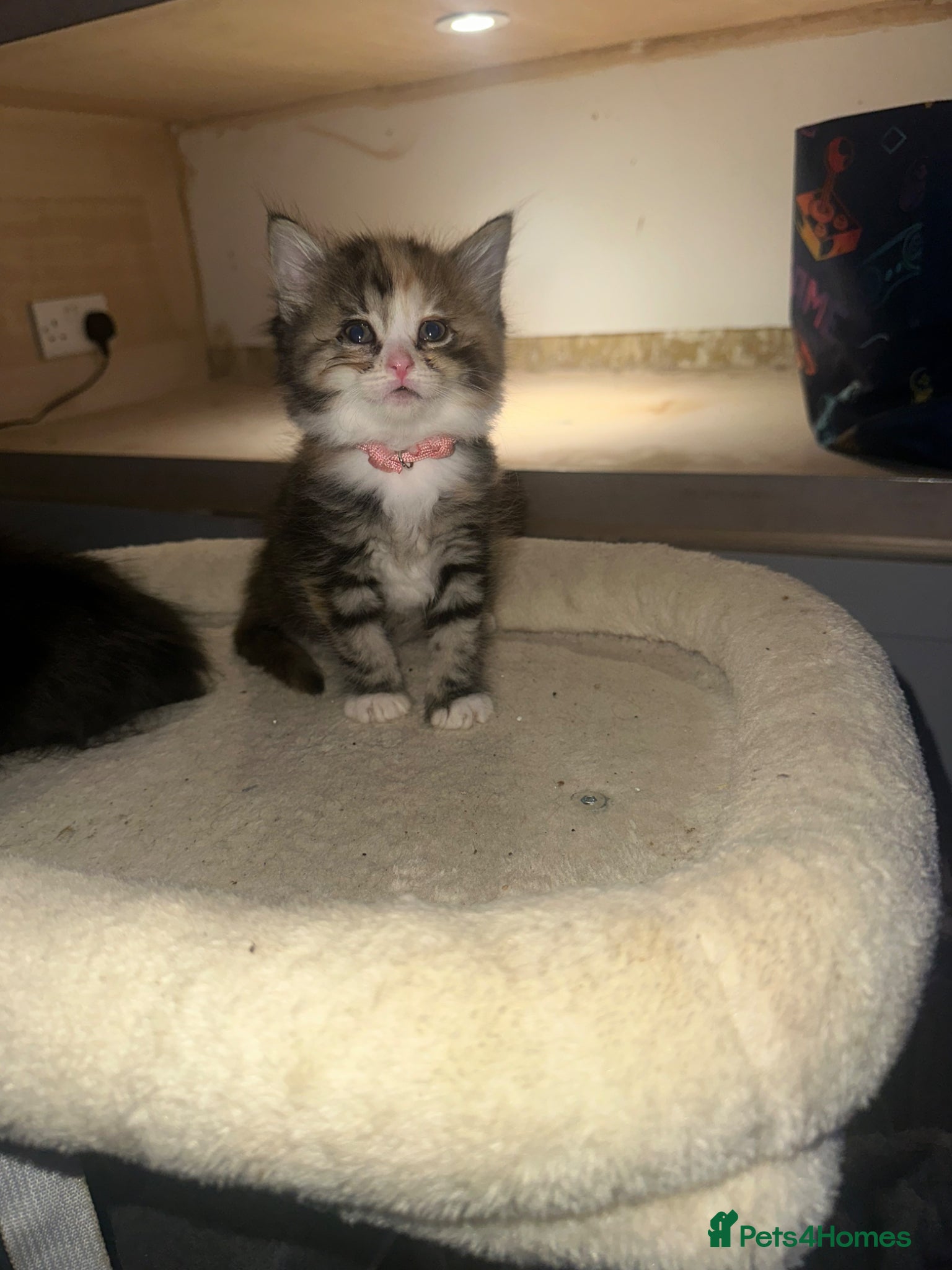 Mixed Breed cats for sale: Bengal cross ragdoll - Advert 9