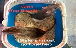 Rat rodents for sale: Baby Rats - Dumbo & Rex mix  - Image 1