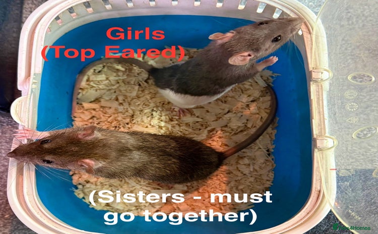 Rat rodents - Advert 6
