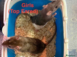 Rat rodents - Advert 13