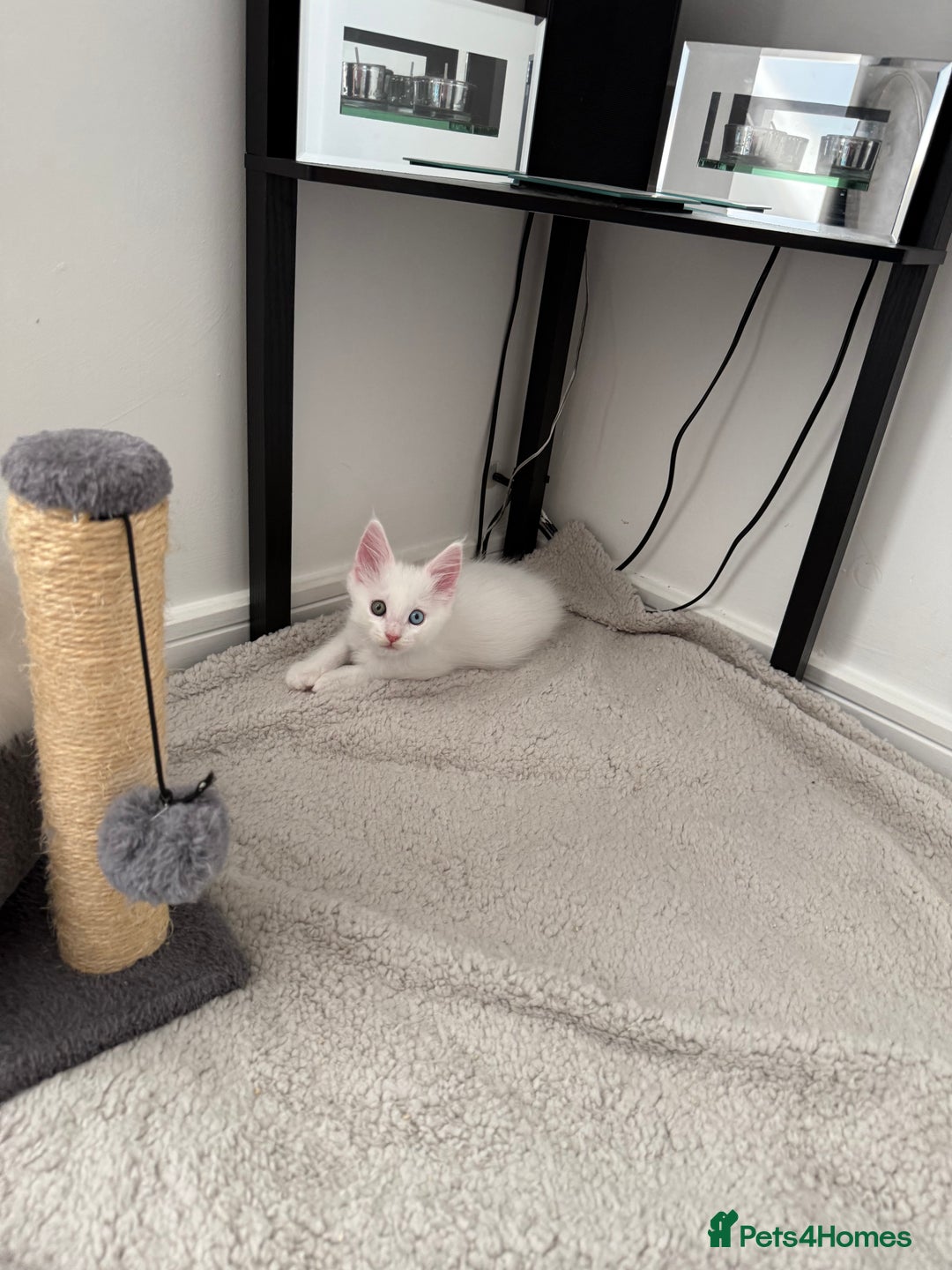 Maine Coon cats for sale: 2 Maine Coon kittens.  - Image 2