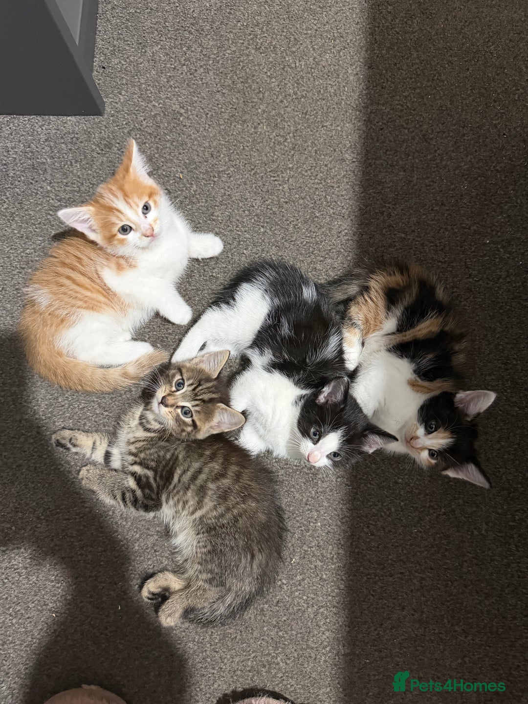 British Shorthair cats for sale: 4 kittens for sale - Image 2