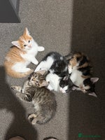 British Shorthair cats - Advert 1