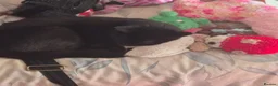 Mixed Breed cats for sale: Loving black cat in Nottingham - Advert 3