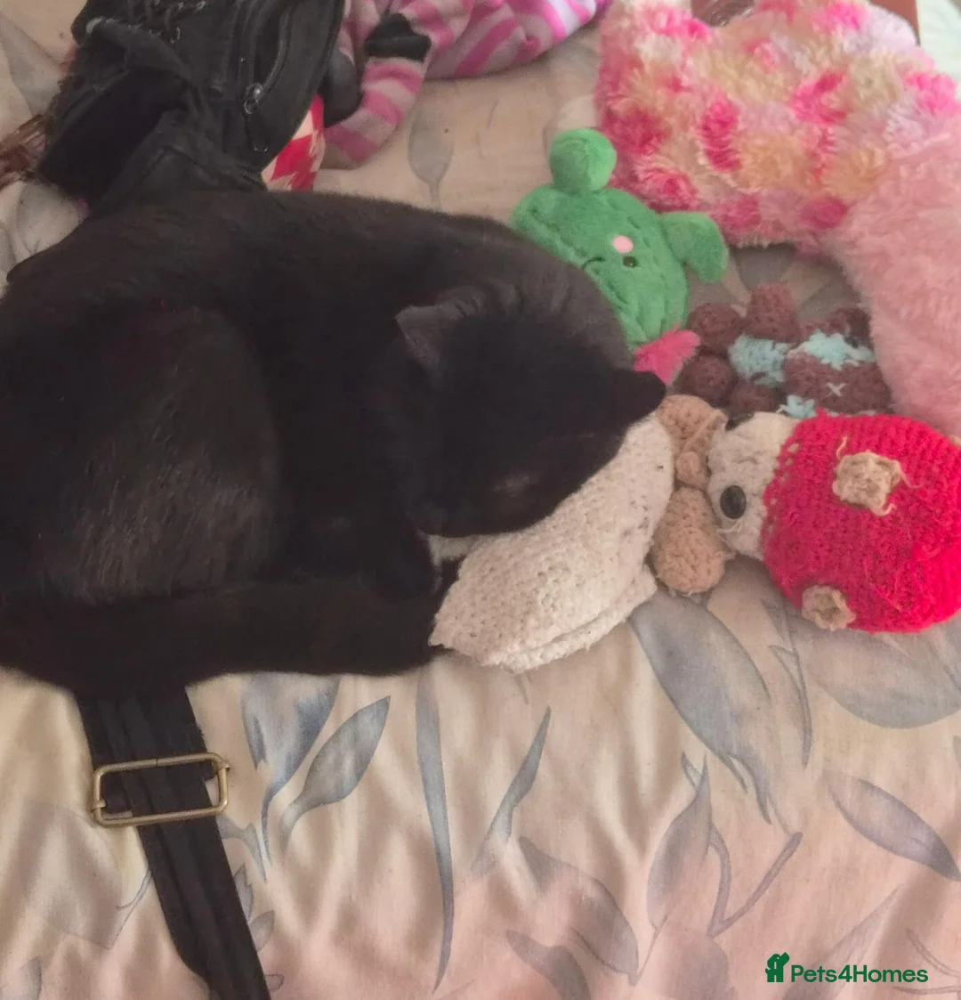 Mixed Breed cats for sale: Loving black cat in Nottingham - Advert 3