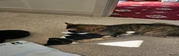Mixed Breed cats for sale: Last little kitten looking for her home. in Rotherham - Advert 8