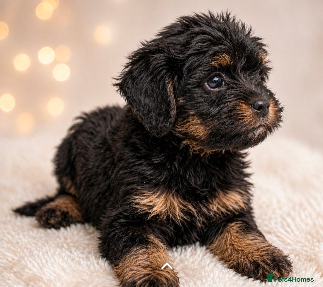 Cavapoo dogs Health Tested Rare Phantom Merle Cavapoos  - Advert 2