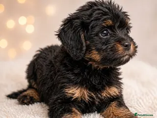 Cavapoo dogs Health Tested Rare Phantom Merle Cavapoos - Advert 7