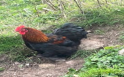 Chickens poultry for sale: Pekin bantam cockerels  - Image 2