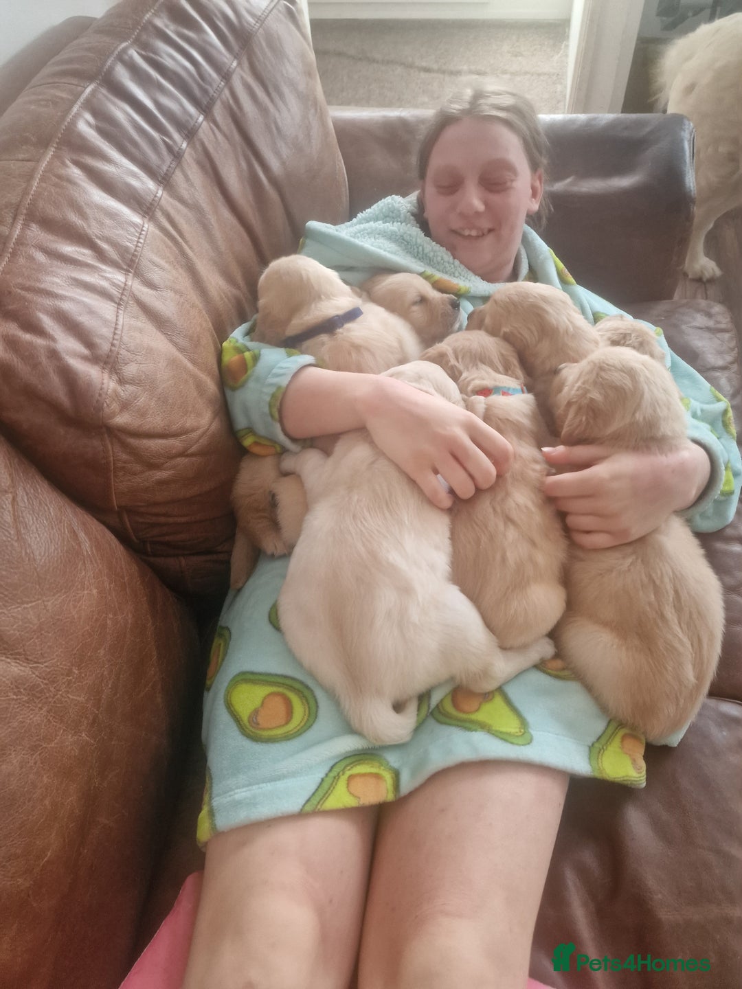 Golden Retriever dogs for sale: 🦮 two beautiful boys available  ❤️❤️ in Aberystwyth - Image 9
