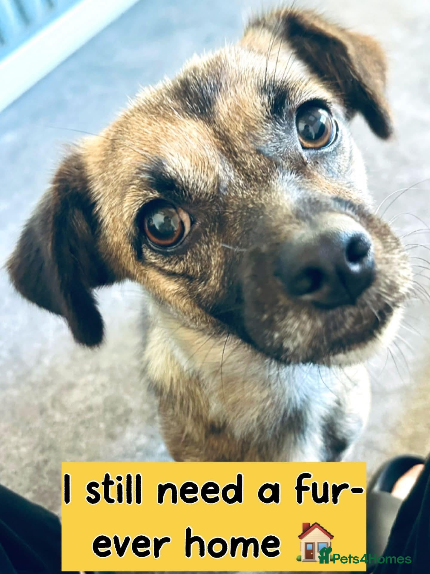 Mixed Breed dogs Marlene for Adoption - Advert 2