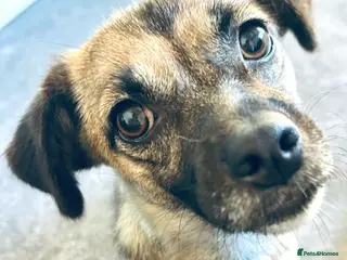 Mixed Breed dogs Marlene for Adoption - Advert 2