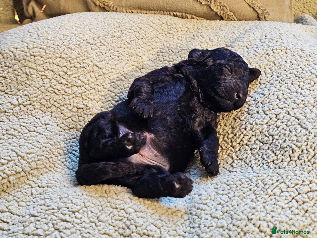 Goldendoodle dogs for sale: Exceptional Medium Goldendoodle pups for sale - Advert 19