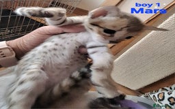 Savannah cats for sale: Savannah SBTF6 cubs with Serval traits stunning - Advert 26