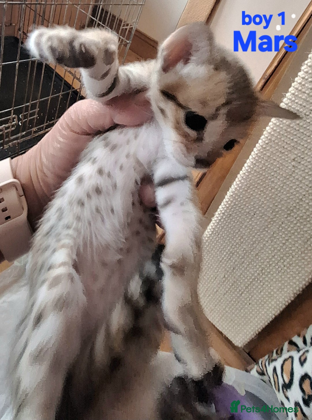 Savannah cats for sale: Savannah SBTF6 cubs with Serval traits stunning - Advert 26