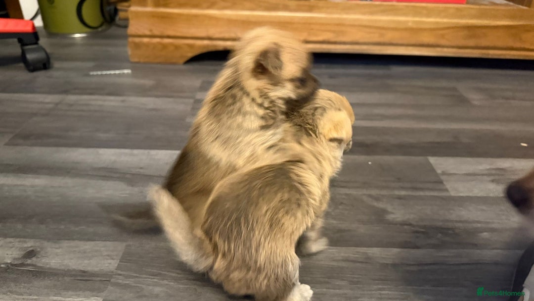 Mixed Breed dogs for sale: 3 puppy’s ready in Less than 4 weeks  - Image 15